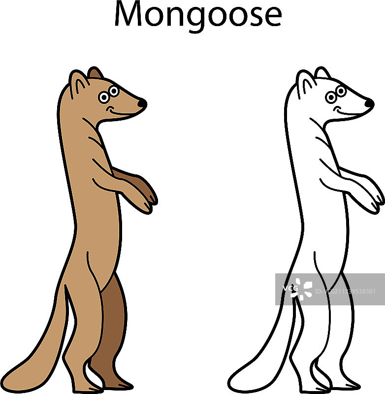 有趣的可爱动物猫鼬，白色背景图片素材