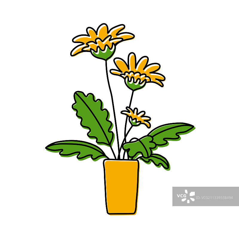 盆栽非洲菊或甘菊室内花卉草图图片素材