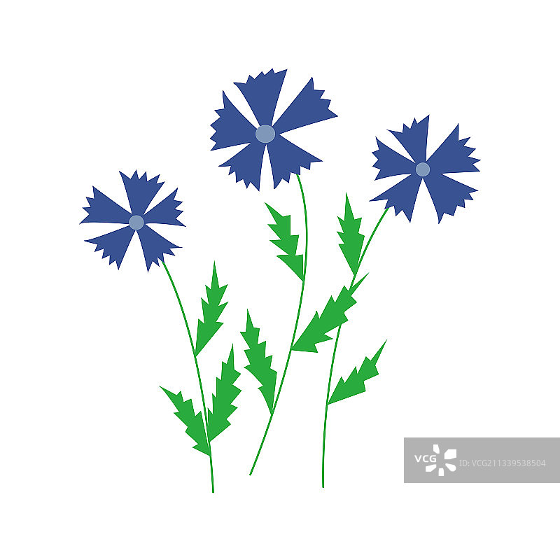 手绘三朵矢车菊图片素材
