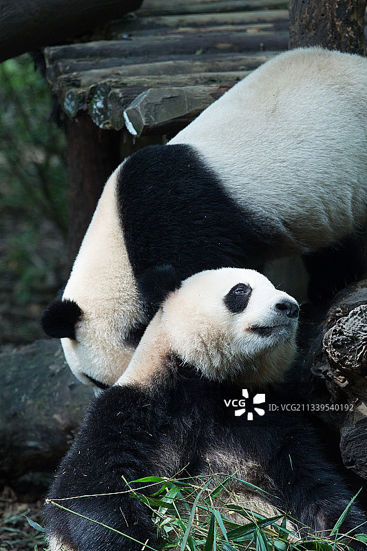 大熊猫图片素材