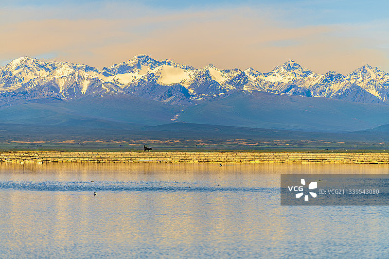 新疆巴音布鲁克草原天鹅湖图片素材