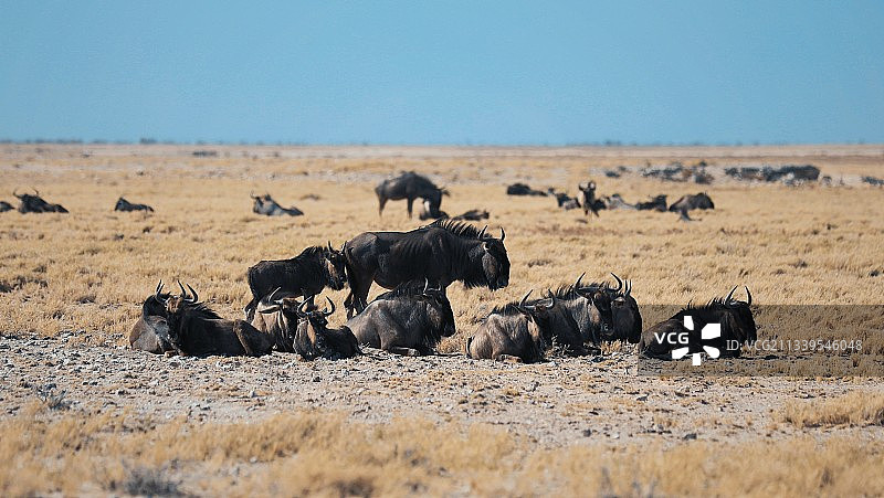 旱季草原上的角马群图片素材
