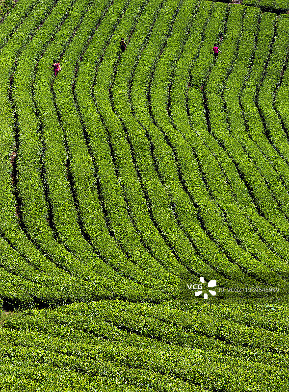 采茶寻秋图片素材
