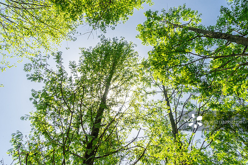 仰视树林图片素材