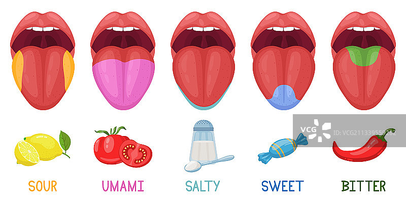 卡通人类味觉区域舌头味觉感受器图片素材