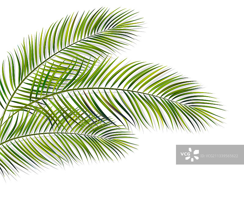 白色背景上的绿色叶子棕榈树图片素材