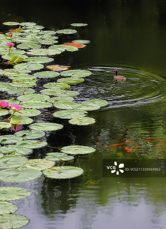 夏日的池塘图片素材