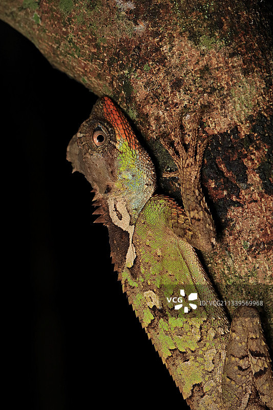 丽棘蜥图片素材