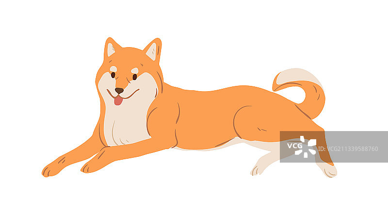 日本秋田犬可爱熟睡图片素材