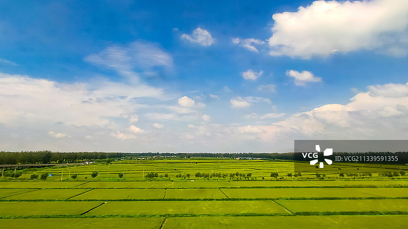 2019年8月10日，辽宁盘锦，蓝天白云下的大片稻田。图片素材