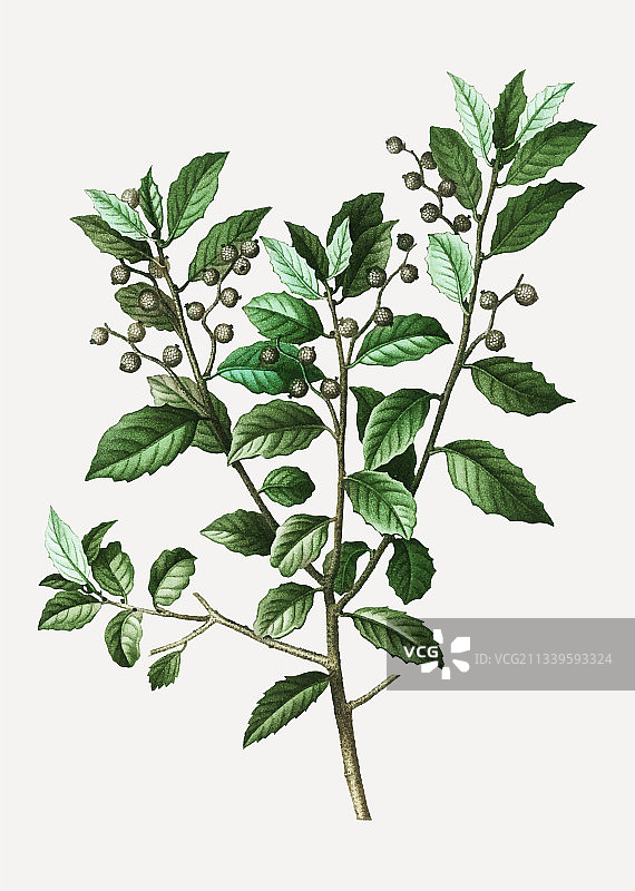 常绿橡树枝图片素材