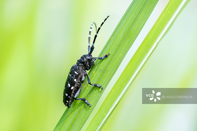 树叶上的黑色天牛图片素材
