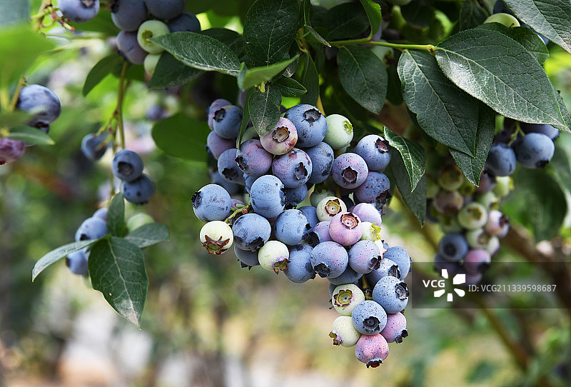 紫色的蓝莓果实挂满枝头图片素材