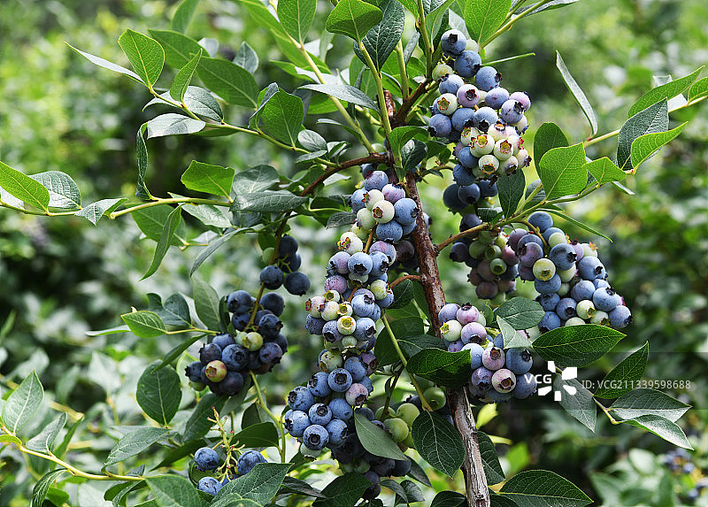 紫色的蓝莓果实挂满枝头图片素材