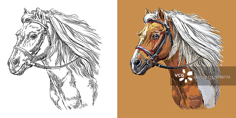 肖像：漂亮运动小马图片素材