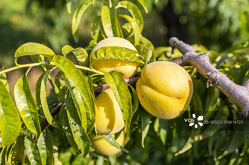 夏日挂在树枝上的黄金桃图片素材
