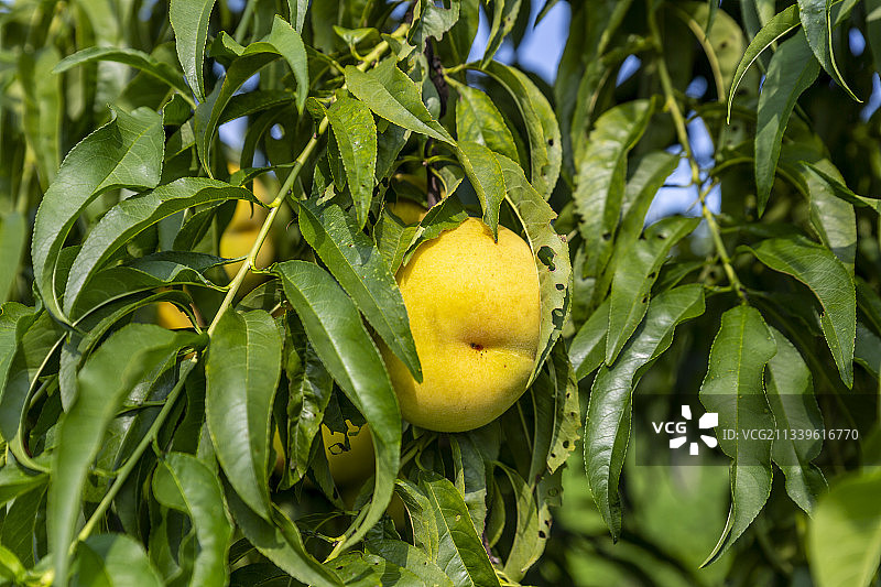 夏日挂在树枝上的黄金桃图片素材