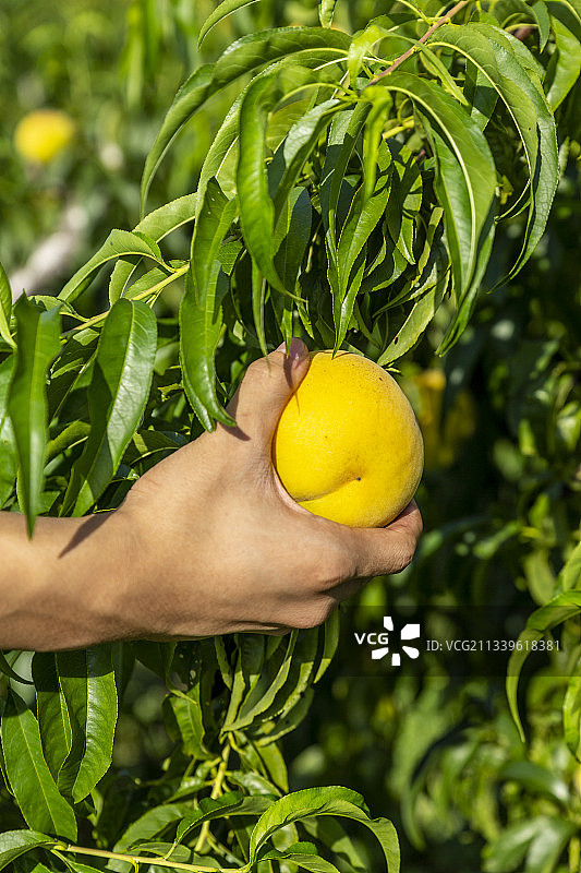夏日果农手摘黄金桃图片素材