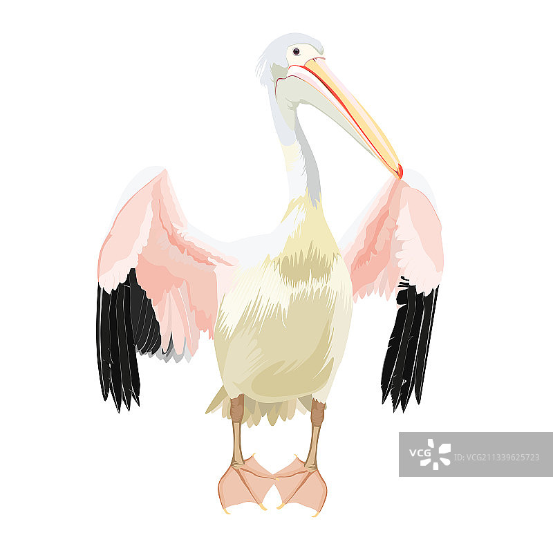 白色背景上的卡通鹈鹕鸟图标图片素材