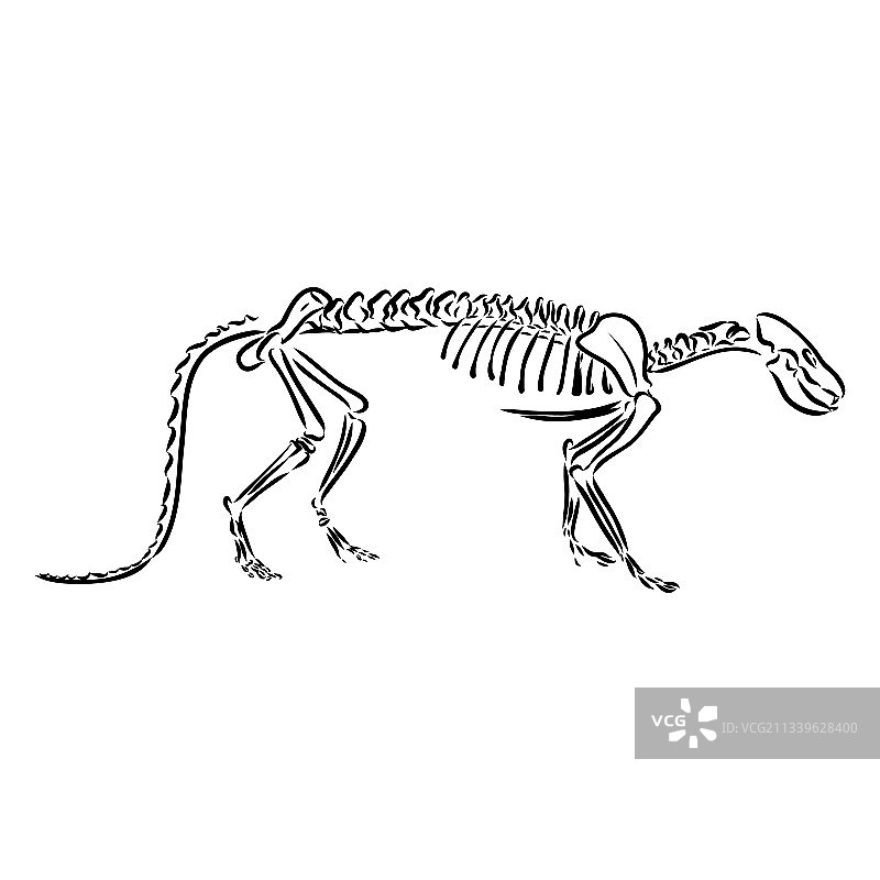 三角龙骨骼图片图片素材