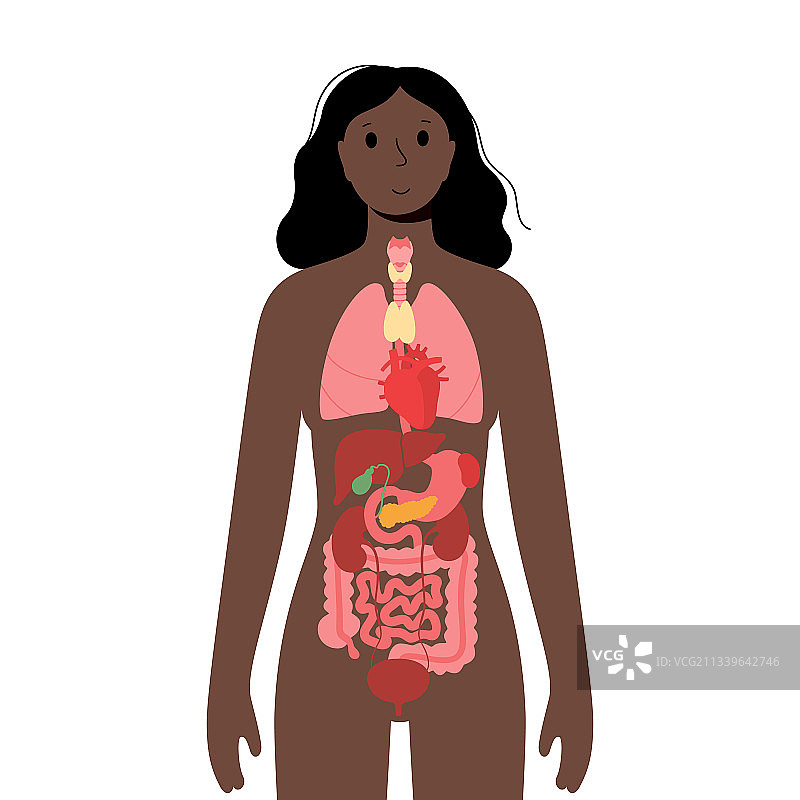 女性身体内部器官图片素材