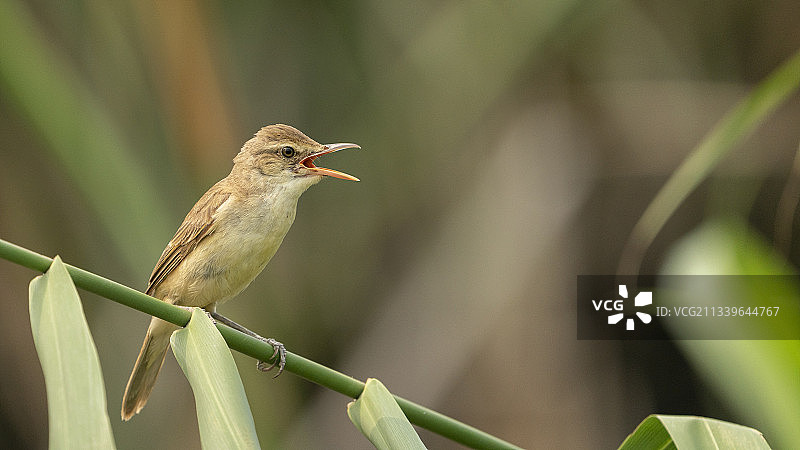 大苇莺图片素材