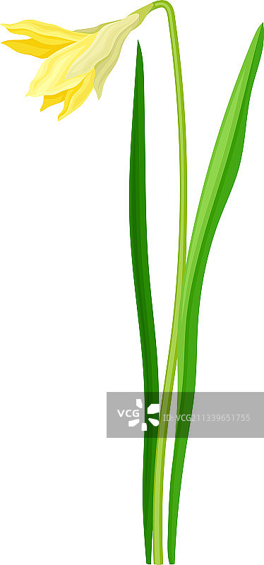 水仙花图片素材