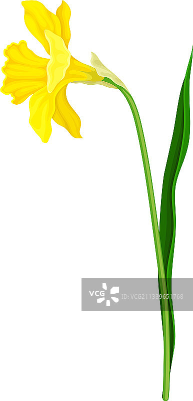 水仙花图片素材