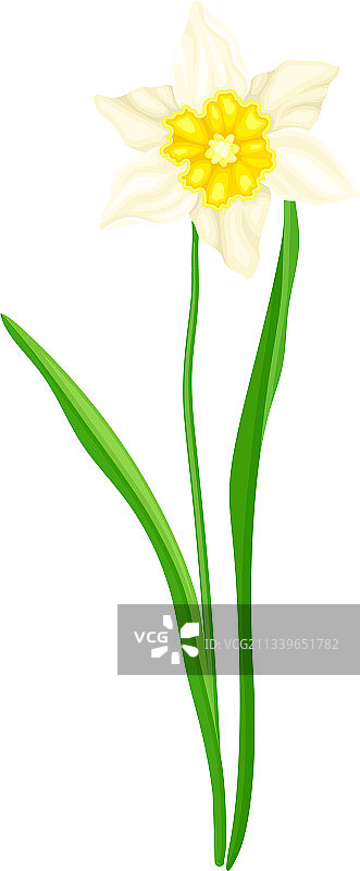 白色水仙春季开花图片素材