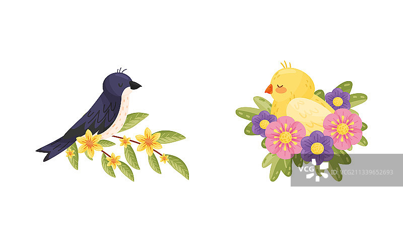 栖息在花枝和鸟巢上的鸟图片素材