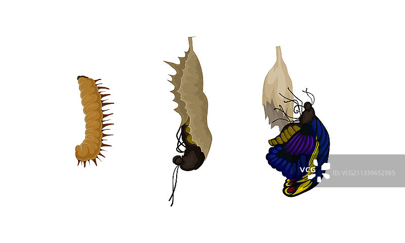 蝴蝶的蛹期图片素材