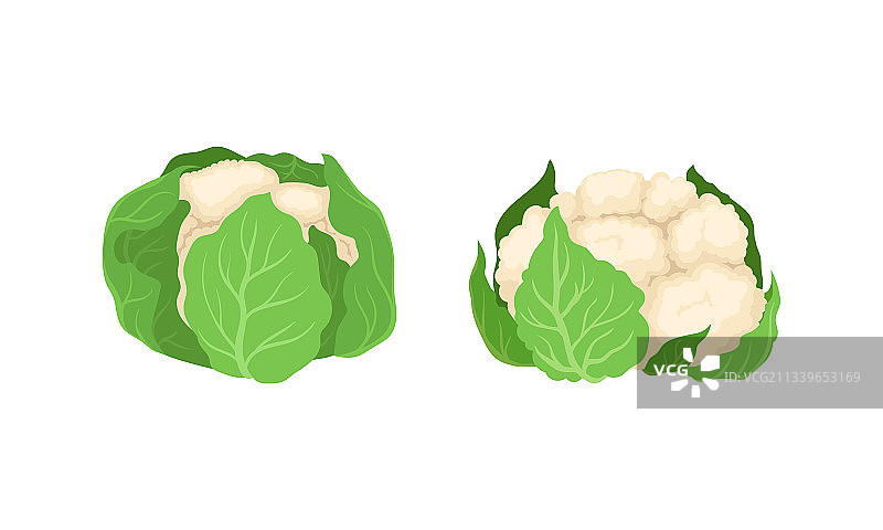 可食用白色花椰菜图片素材