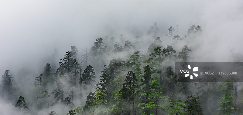 森林氧吧图片素材