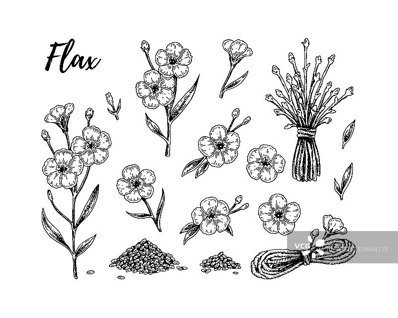 手绘亚麻花枝叶种子素材图片素材