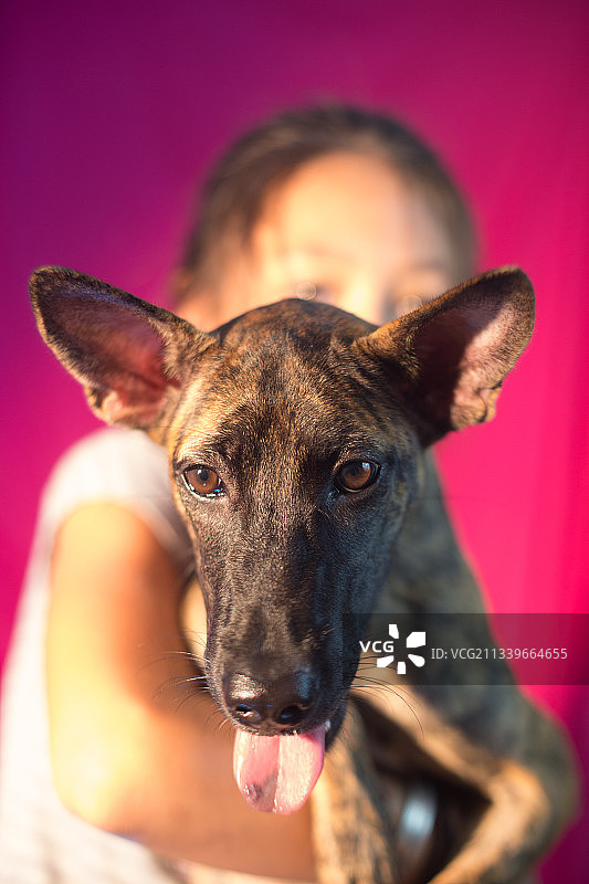 粉色背景下的狗肖像，越南图片素材