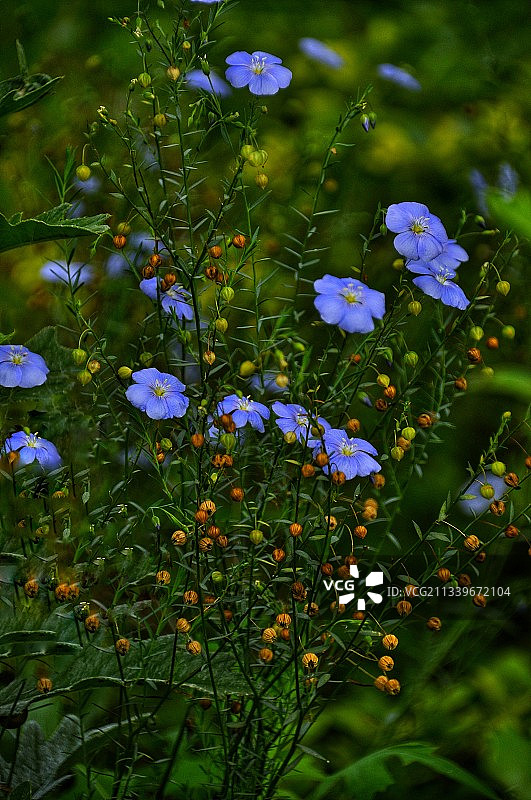 宿根亚麻（亚麻科）图片素材