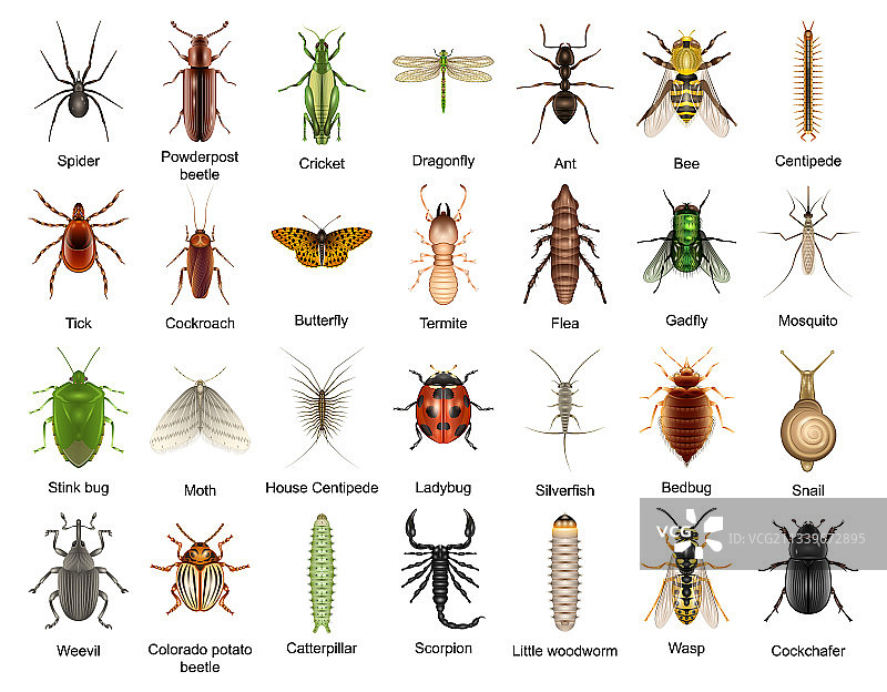 写实风格甲虫图标合集图片素材