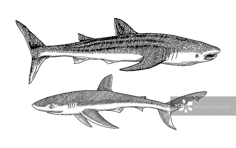 鲸鲨与蓝鲨海洋掠食者图片素材