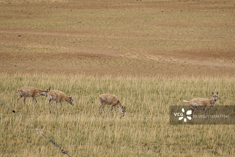 藏羚羊图片素材
