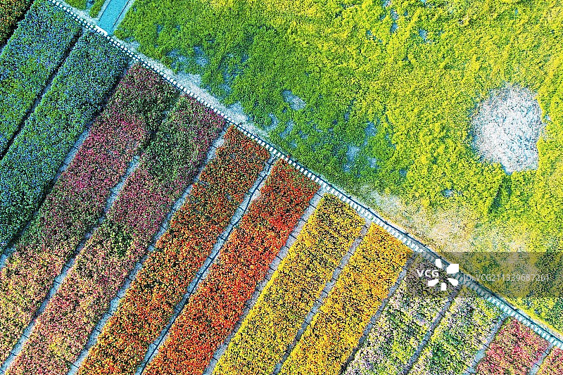 航拍彩色稻田图片素材