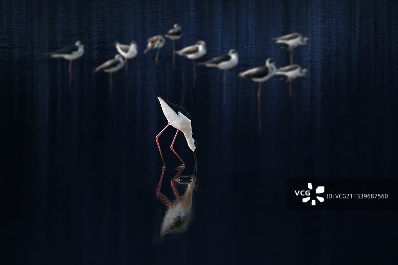 黑翅长脚鹬图片素材