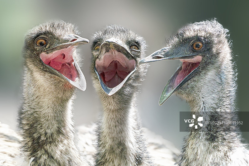 大合唱图片素材