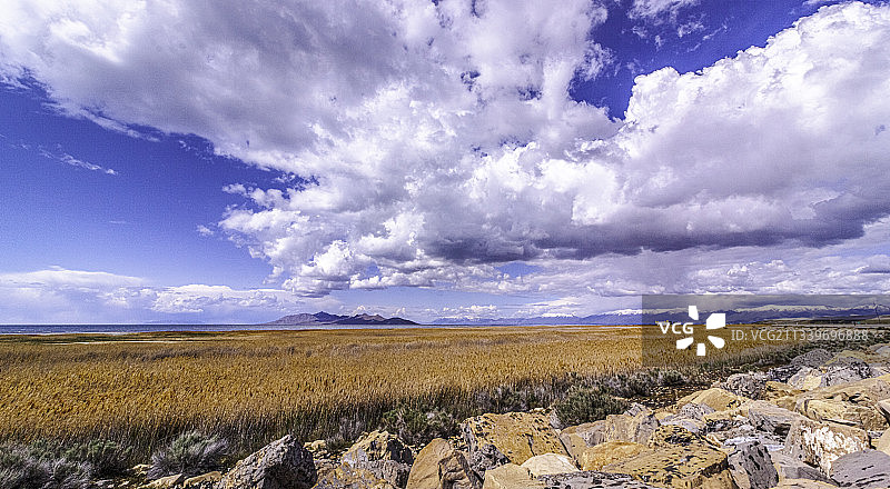 美国盐湖城，大盐湖湖畔的芦苇丛，远处是羚羊岛州级公园图片素材