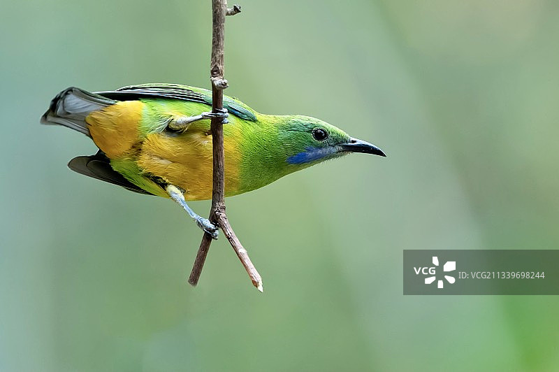 橙腹叶鹎图片素材