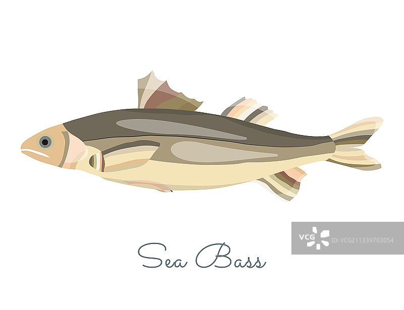 扁平风格的独立鲈鱼图片素材