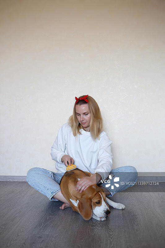 一位年轻女人在家里用梳毛器给比格犬梳毛图片素材