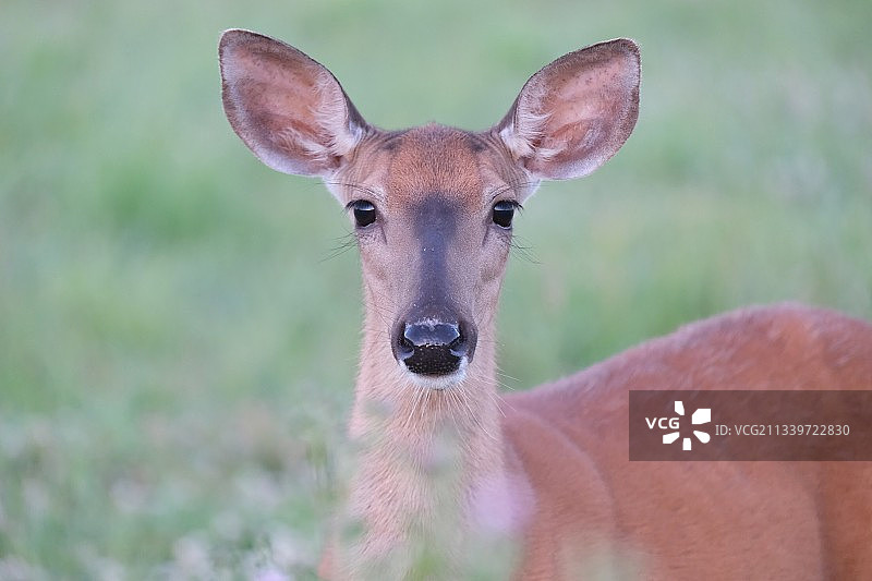 白色动物田野站立特写，加拿    大安大略省图片素材
