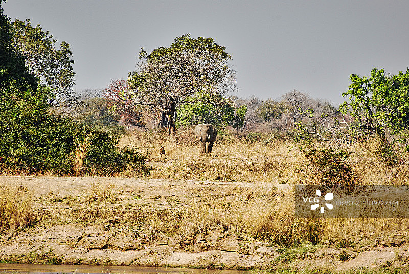 赞比亚北卢安瓜国家公园的树木图片素材