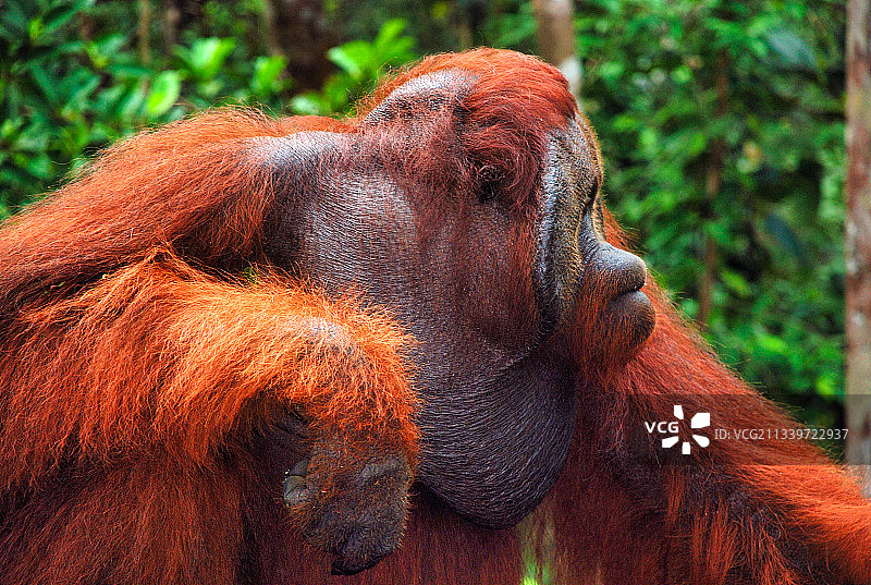 印度尼西亚丹戎普丁国家公园看向远方的猩猩特写图片素材