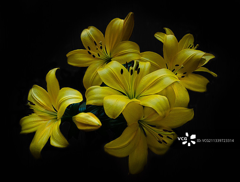 土耳其锡诺普黑色背景上的黄色花朵特写图片素材